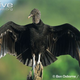 Illustration for article titled Vednesday Vulture - Coragyps atratus Edition